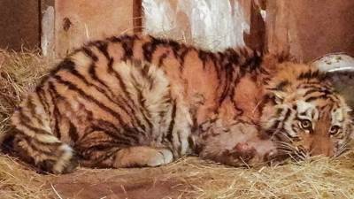 Тигренок, которому хирурги спасли лапу, отметил пробежкой переезд в большой вольер - vesti.ru - Приморье край