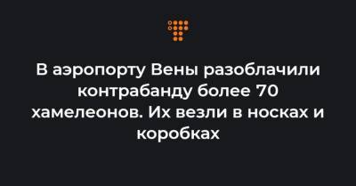 В аэропорту Вены разоблачили контрабанду более 70 хамелеонов. Их везли в носках и коробках - hromadske.ua - Австрия - Чехия - Вена - Танзания