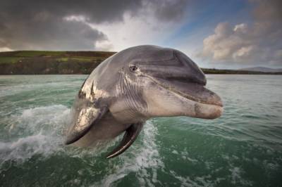 В Ирландии заподозрили Россию в причастности к исчезновению знаменитого дельфина - zik.ua - Россия - Ирландия