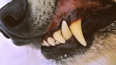 Видео: гигантская «крыса» устроила смертельную схватку с собакой в Уссурийске - 5-tv.ru - Приморье край - Уссурийск
