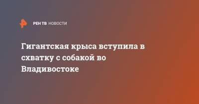 Гигантская крыса вступила в схватку с собакой во Владивостоке - ren.tv - Владивосток