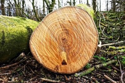 Вальщика леса обвиняют в гибели человека из-за упавшего дерева - kras.mk.ru - район Емельяновский