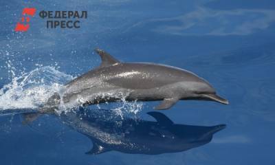 Владимир Путин - Путина обвинили в пропаже дельфина из Ирландии - fedpress.ru - Москва - Ирландия