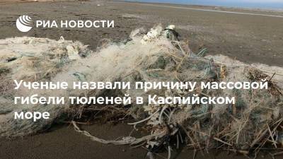 Ученые назвали причину массовой гибели тюленей в Каспийском море - ria.ru - Москва - Россия - респ. Дагестан