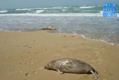 Ученые выдвинули еще одну версию массовой гибели тюленей в Каспийском море - mirmol.ru - респ. Дагестан