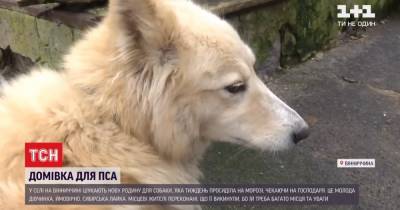Марьяновский Хатико: брошенный пес жил в морозы у дороги, надеясь на возвращение хозяина - tsn.ua - Винницкая обл.