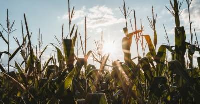 Минфин выступает за снижение НДС для сельхозпродукции - delo.ua