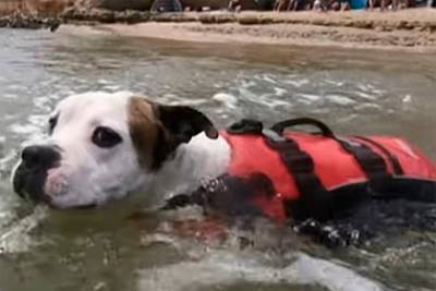 Собака в последний момент спасла тонувшего в реке мальчика - lenta.ru - Австралия - штат Южная