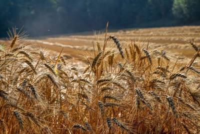 Ученые в РФ вывели пшеницу для возможной профилактики болезни Альцгеймера - aif.ru