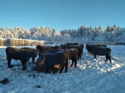На севере Коми развивают производство мраморной говядины - bnkomi.ru - респ. Коми - район Усть-Цилемский