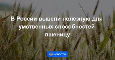 В России вывели полезную для умственных способностей пшеницу - news.mail.ru - Новосибирск