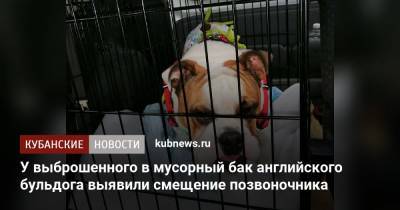 У выброшенного в мусорный бак английского бульдога выявили смещение позвоночника - kubnews.ru - Краснодар