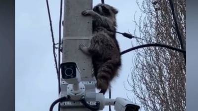 Просидевший несколько часов на столбе енот сбежал от краснодарских спасателей - vesti.ru - Краснодар