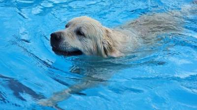 Собака не умеет плавать: можно ли ее этому научить? - skuke.net