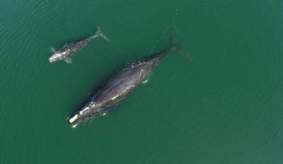 У вымирающего вида китов родились 14 детёнышей - inform-ua.info