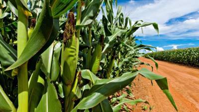 Агро - Круговая оборона: портфолио BASF – на защите кукурузы - 24tv.ua - Новости