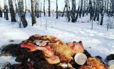 В Тюмени жители коттеджного поселка нашли свалку шкур и останков животных - news.megatyumen.ru - Тюмень