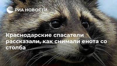 Краснодарские спасатели рассказали, как снимали енота со столба - ria.ru - Краснодар