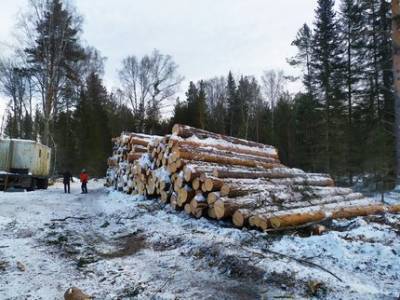 Глава Белорецкого района сообщил, что не может остановить вырубку леса на Инзерских зубчатках - ufatime.ru - район Белорецкий