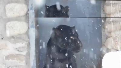 "Снежный" верблюд и наблюдающая за снежинками пума. Циклон “Ларс” заглянул в зоопарк Гродно - grodnonews.by