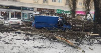 В Одессе из-за непогоды деревья упали на дом и автомобиль: есть пострадавший (фото, видео) - tsn.ua - Одесса