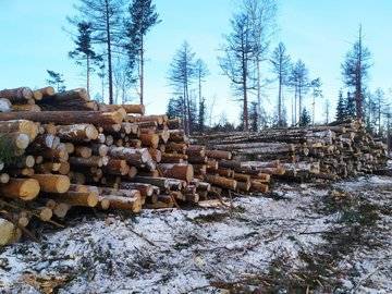 Глава Белорецкого района заявил, что не может запретить вырубку леса на Инзерских зубчатках - ufacitynews.ru - Башкирия - район Белорецкий