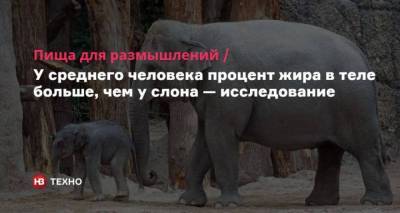 Пища для размышлений. У среднего человека процент жира в теле больше, чем у слона исследование - skuke.net