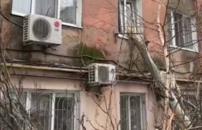 Деревопад в Одессе: тополь выбил окна многоэтажки на Балковской (видео, фото) - odessa-life.od.ua - Одесса
