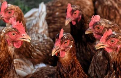 Птичий грипп: Сингапур разрешил украинскую курятину из чистых районов - agroportal.ua - Сингапур - Республика Сингапур