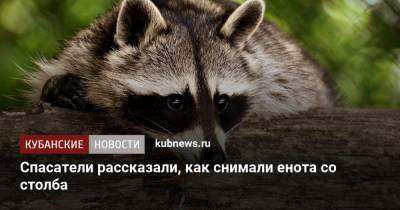 Спасатели рассказали, как снимали енота со столба - kubnews.ru - Краснодар