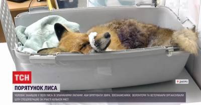 "Плачет как ребенок": неравнодушные развернули операцию по спасению лиса Никиты, которого нашли со сломанными лапами - tsn.ua