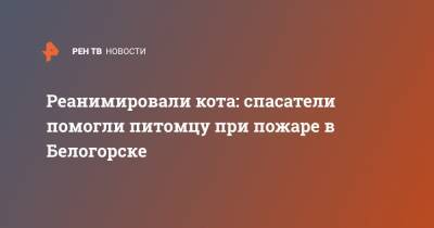 Реанимировали кота: спасатели помогли питомцу при пожаре в Белогорске - ren.tv - Амурская обл. - Белогорск