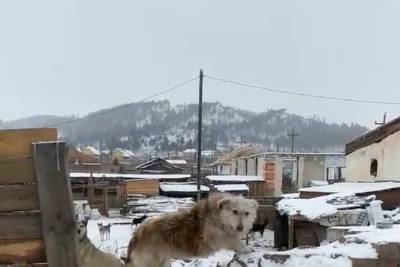 В Улан-Удэ умертвили больше 2 тысяч пойманных собак - ulan.mk.ru - Улан-Удэ - респ.Бурятия