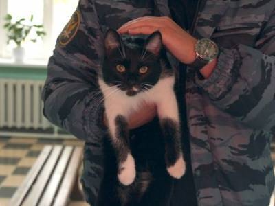 В Башкирии не исключают возможность обязательной стерилизации и чипирования домашних животных - ufatime.ru - Башкирия