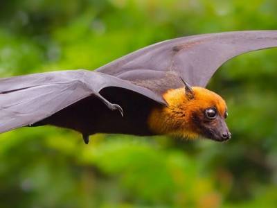 ВОЗ предупредила о возможной пандемии из-за вируса Nipah - u24.ru - Австралия - Малайзия - Гвинея