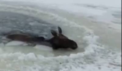 В Башкирии спасли замерзающего в полынье лося — видео - mkset.ru - Башкирия - район Уфимский