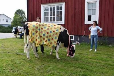В Швеции суд обязал фермеров завести подругу для коровы - enovosty.com - Швеция