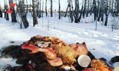 Свалкой из останков животных под Тюменью займется полиция - fedpress.ru - Тюмень - Тюменская обл.