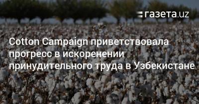 Cotton Campaign приветствовала прогресс в искоренении принудительного труда в Узбекистане - gazeta.uz - Узбекистан