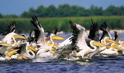 В Сенегале отмечена массовая гибель пеликанов - newizv.ru - Сенегал - Мавритания