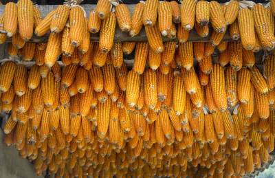 Украинская кукуруза дорожает и не привлекает зарубежных покупателей - agroportal.ua - Одесса
