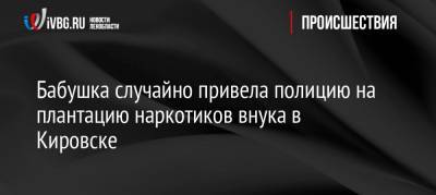 Бабушка случайно привела полицию на плантацию наркотиков внука в Кировске - ivbg.ru - р-н Кировский - Кировск - Приозерск