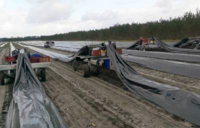 Производители спаржи инвестируют в технику, несмотря на Covid - agroportal.ua