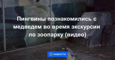 Екатерина Гура - Пингвины познакомились с медведем во время экскурсии по зоопарку (видео) - news.mail.ru - штат Миссури