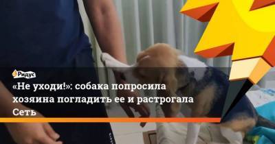 Неуходи!: собака попросила хозяина погладить ееирастрогала Сеть - skuke.net