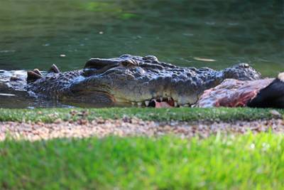 Пловец разжал челюсти укусившего его за голову крокодила и спасся - lenta.ru - Австралия