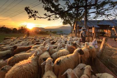Кражи овец в Великобритании догоняют по ущербу автоугоны - agroportal.ua - Англия