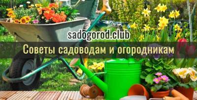 Во саду и в огороде: в РФ разрешат продажи сельхозтоваров на своей земле - skuke.net - Россия