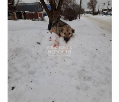 Нелюди. В пригороде Ульяновска бездомную собаку жестоко избили и бросили умирать - ulpravda.ru - Ульяновск