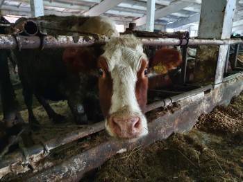 Стало известно настоящее состояние коров из Надеево - vologda-poisk.ru - район Вологодский
